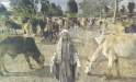 Koieen op begraafplaats in Nairobi